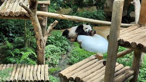 Zoo Negara Ticket Prices (20% OFF) & Things To Do There!