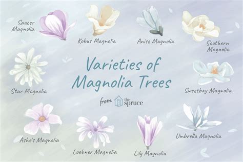 Louisiana State Flower Magnolia Facts | Best Flower Site