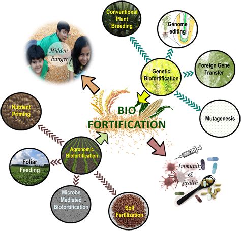 Frontiers | Agronomic biofortification of food crops: An emerging opportunity for global food ...