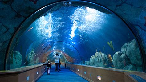 Valencia, Spain - Europe's Largest Aquarium Reopens