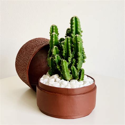 Buy Fairy Castle Cactus | Mini Cactus - Red | WANDER POT - UAE