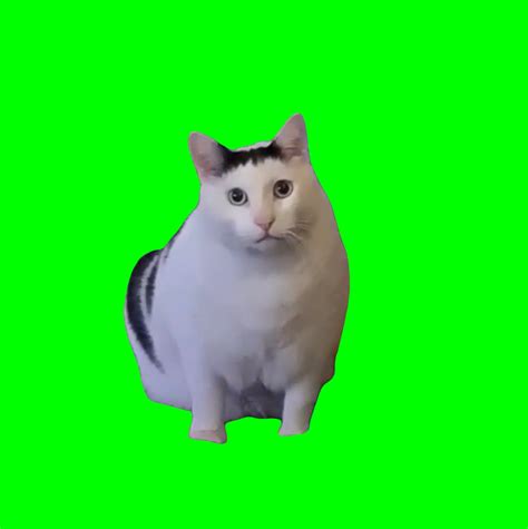 Huh? Cat meme (Green Screen) – CreatorSet