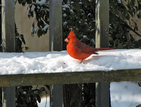 Red Jay Bird