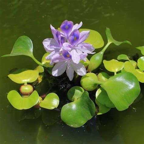 Water Hyacinth pontederia Crassipeseasy Live Aquarium Pond - Etsy | Hyacinth plant, Pond plants ...