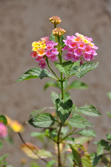 Free Images : flower, herb, yellow, pink, flora, wildflower, flowers, flowering plant, lantana ...