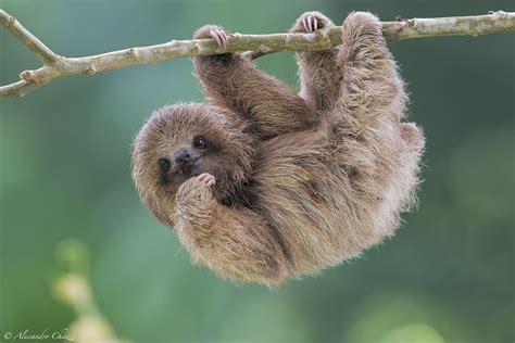 Pale-throated sloth | Cute baby sloths, Funny animals, Animals beautiful