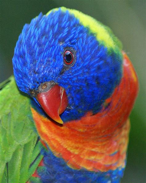 Rainbow bird - Lorikeet Photograph by DerekTXFactor Creative | Fine Art America