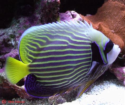 juvenile Emperor Angelfish "C" t4 R | A flared dorsal fin ag… | Flickr