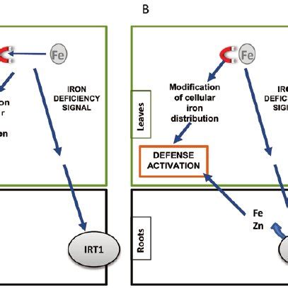 The different types of siderophore structures and the functional groups ...