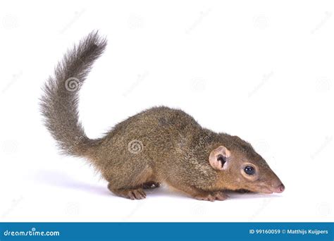 Northern Treeshrew, Tupaia Belangeri Stock Image - Image of animal, isolated: 99160059