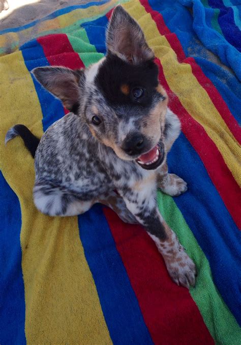 This is the most adorable picture, I have a Cattle Dog but never saw her as a puppy and seeing ...