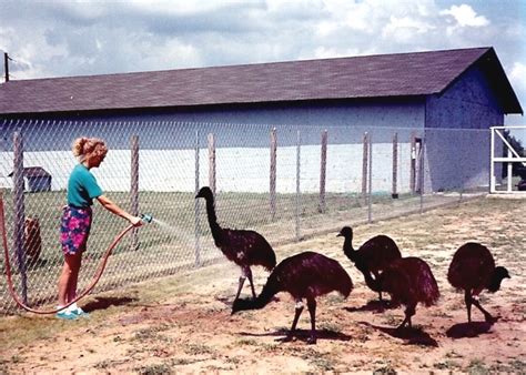 The Pros and Cons of Emu Farming - ToughNickel