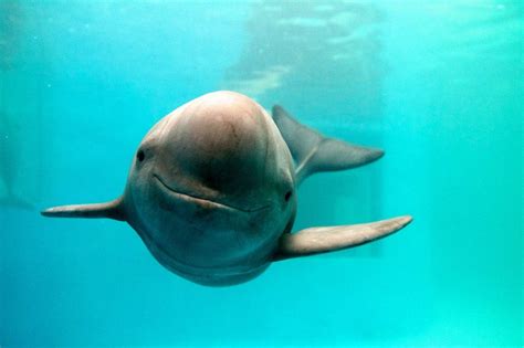 The Indo-Pacific finless porpoise is named for and distinguished by the ...