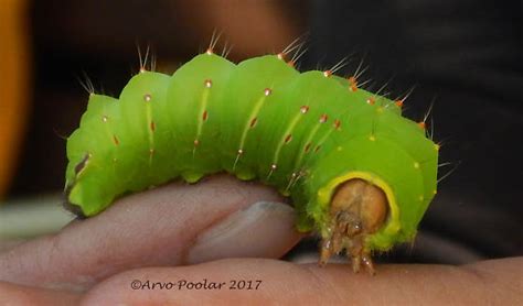 Possible Luna Moth Caterpillar - Antheraea polyphemus - BugGuide.Net