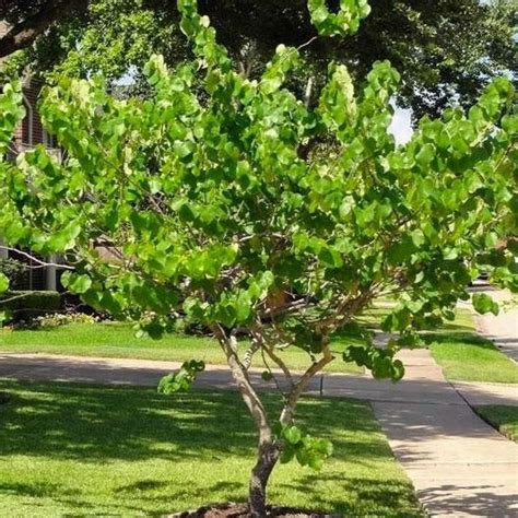 Oklahoma Redbud Tree | Perfect Rosy-Purple Blooms — PlantingTree