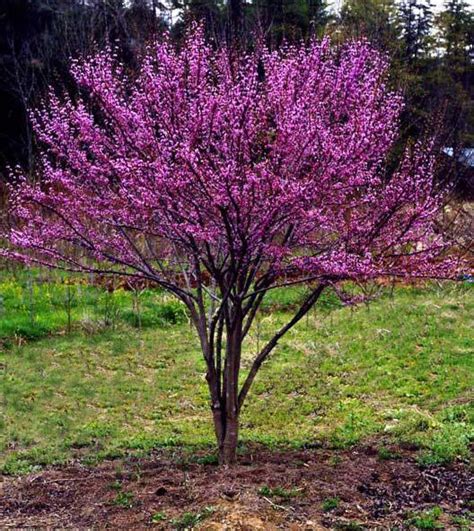 Ace of Hearts Dwarf Redbud Zone 5 9’x12′ [PP 17,161] A dwarf, compact tree with light purple ...