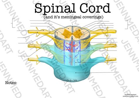 Spinal Cord Anatomy Model