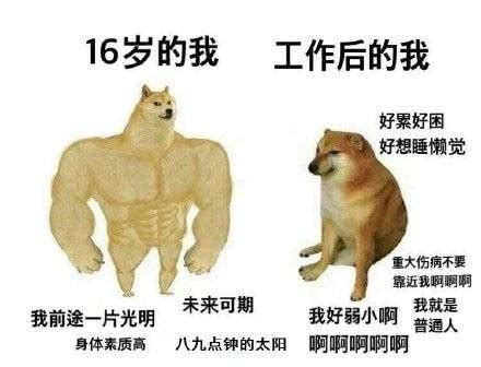 肌肉 doge 与小废狗表情包