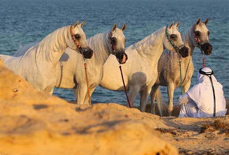 Arabian Horse Wallpaper (55+ images)