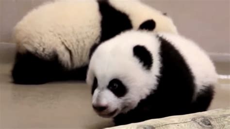 Toronto Zoo giant panda cubs waddle around at 4 months old | CBC News