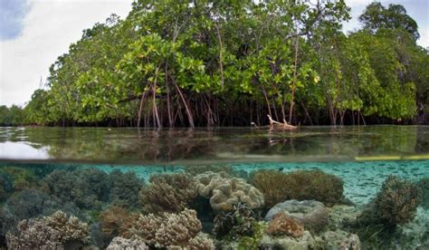 Human activities threaten survival of coral, mangrove ecosystem at the ...