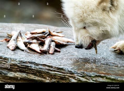 White arctic fox eating fish from a stone Stock Photo - Alamy