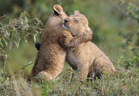 Animals Hugging Humans Wallpapers - Wallpaper Cave