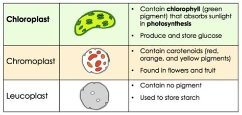 Processing Cellular Energy: Plastids - Expii