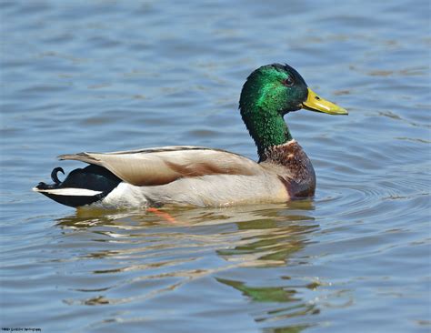 Mallard Drake | Bird lovers, Species, Animals