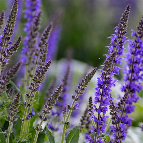 Salvia Flower Garden Seeds - Blue Queen - 500 Seeds - Perennial Salvia Seed Variety - Salvia ...