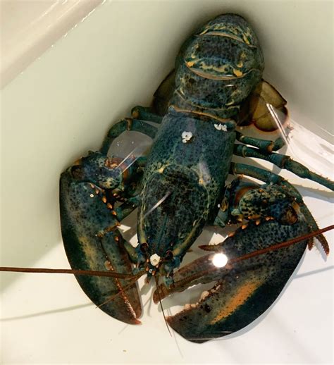 Rare blue American lobster found at Red Lobster restaurant in Ohio