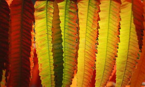 Chestnut autumn fall stock photo. Image of fruit, horse - 1418150