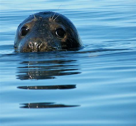 Climate change is affecting when grey seals give birth, scientists say - ABC News