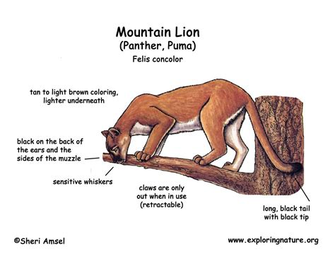 Mountain Lion (Panther, Puma, Cougar, Catamount)