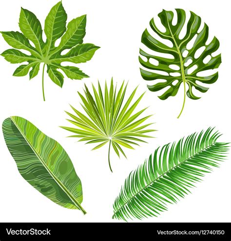 Set tropical palm leaves Royalty Free Vector Image