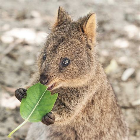 Cute Baby Quokka