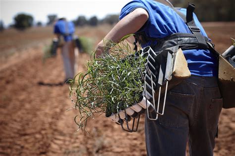 CO2 AUSTRALIA PAVES THE WAY FOR CARBON FARMING INITIATIVE PROJECTS - Seafarms Group Limited