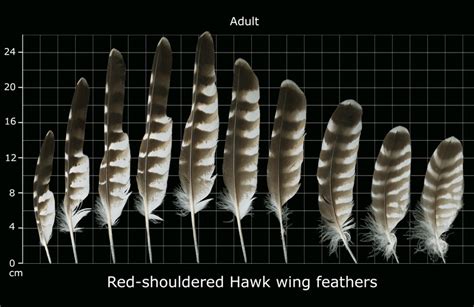 The Feather Atlas - Feather Identification and Scans - U.S. Fish and ...