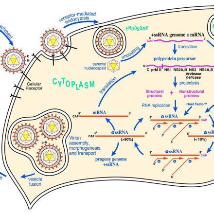 West Nile virus life cycle. After binding and uptake, the virion... | Download Scientific Diagram