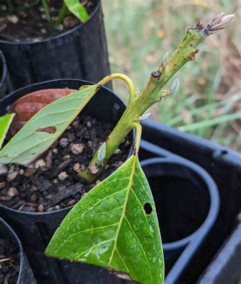 Rooting avocado cuttings - General Fruit Growing - Growing Fruit