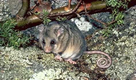 Conservation: Mountain pygmy-possum project | NSW National Parks