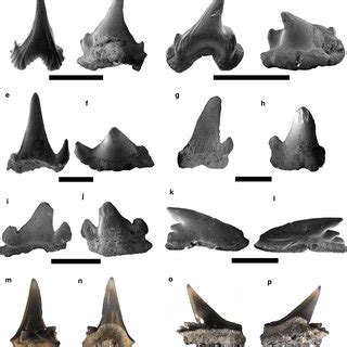 Carcharhiniformes. a-d Carcharhinus priscus, a, b upper antero-lateral... | Download Scientific ...