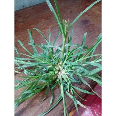 Jual Daun rumput belulang /rumput teki masih segar baru dicabut saat order /obat kanker | Shopee ...