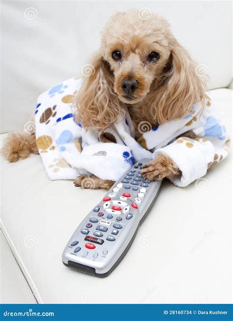 Dog Controls The Remote Stock Images - Image: 28160734