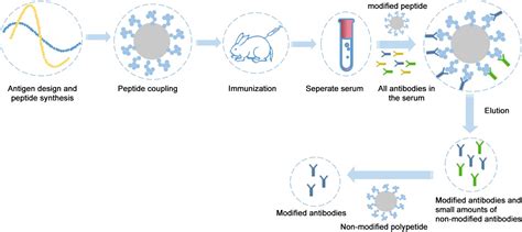 Antibody production process - sharknibht