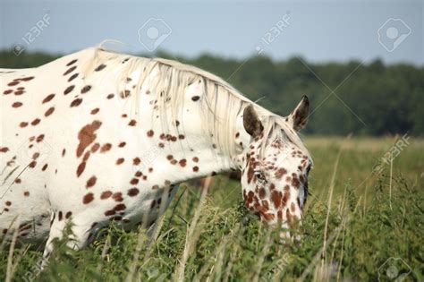 Portrait Of Knabstrupper Breed Horse - White With Brown Spots ... Leopard Appaloosa, Appaloosa ...