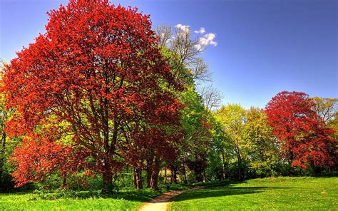 Path To The Forest, autumn, grass, woods, autumn leaves, bonito, clouds ...