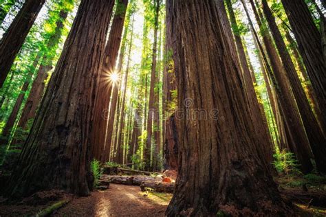 Sunrise in the Redwoods, Redwoods National & State Parks California ...