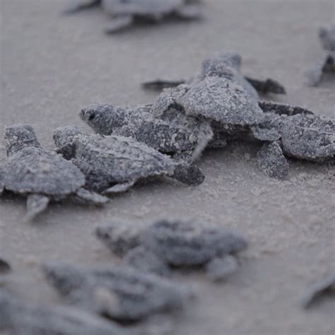 The thrill of a lifetime: watching sea turtle hatchlings! Due to natural predators, fewer than 1 ...