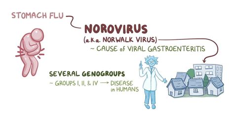 Norovirus: Video, Anatomy, Definition & Function | Osmosis